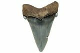 Serrated Angustidens Tooth - Megalodon Ancestor #302039-1